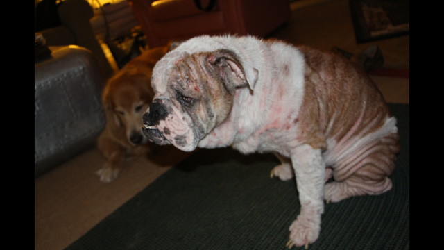 Kelly Reynolds posted a story update on Help "Dude" ~ The ...