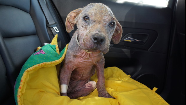 villalobos dogs help villalobos rescue dogs with veterinary bills by villalobos rescue center villalobos dogs help villalobos rescue dogs with veterinary bills by villalobos rescue center