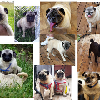 wichita pug rescue 11 puppy mill dogs need help by wichita pug rescue wichita pug rescue 11 puppy mill dogs need help by wichita pug rescue