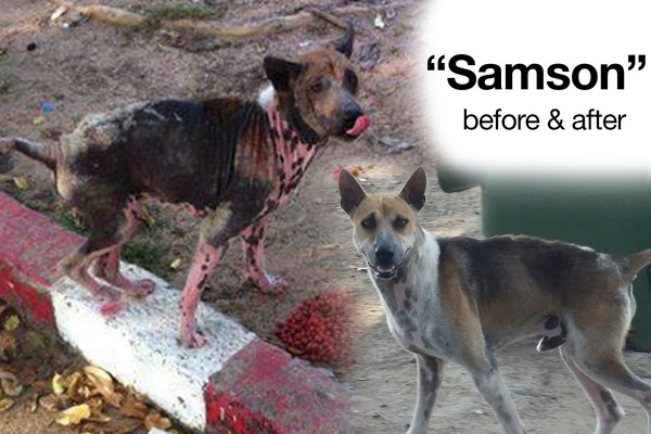 Samson Before & After Samson Before & After