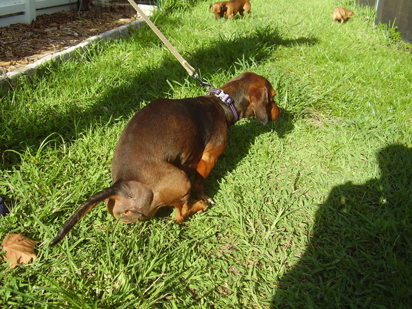 riley-s-large-perineal-hernia-needs-surgery-asap-by-dare-dachshund