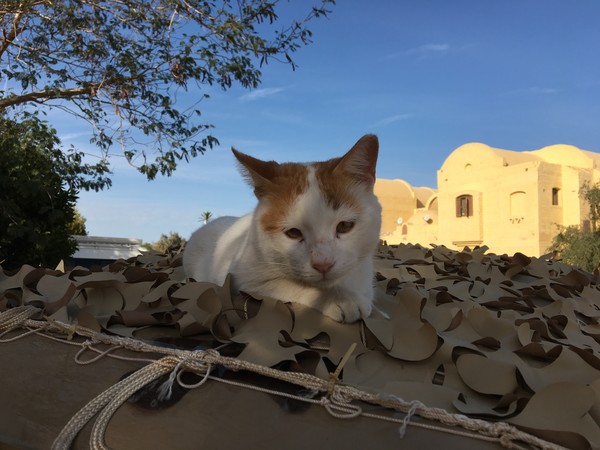 One of our Rescues! One of our Rescues!