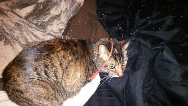 Bentley's Feeding Tube Bentley's Feeding Tube