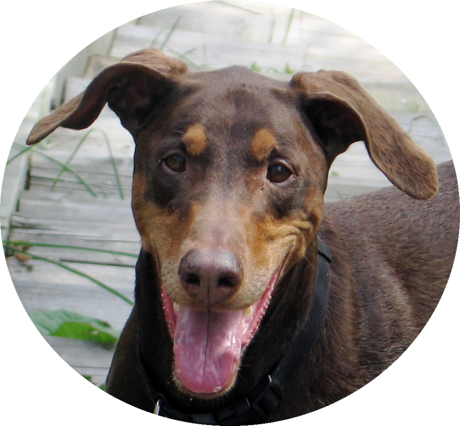 Holly's Hope: for animals in need Holly's Hope: for animals in need