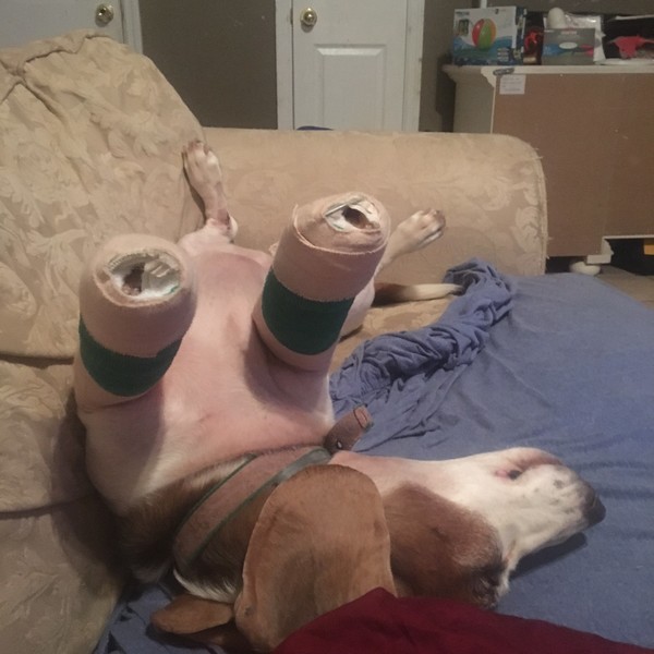 abby recouperating abby recouperating