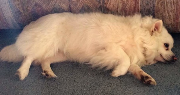 Sweet Juliette RIP. Sweet Juliette RIP.