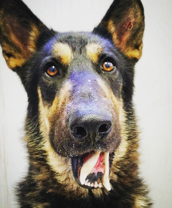 Alex needs the Mutt Militia! by Marley's Mutts Dog Rescue