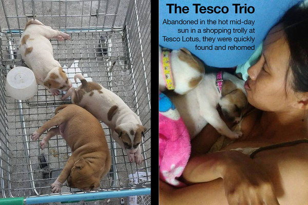 Cart Pups Cart Pups