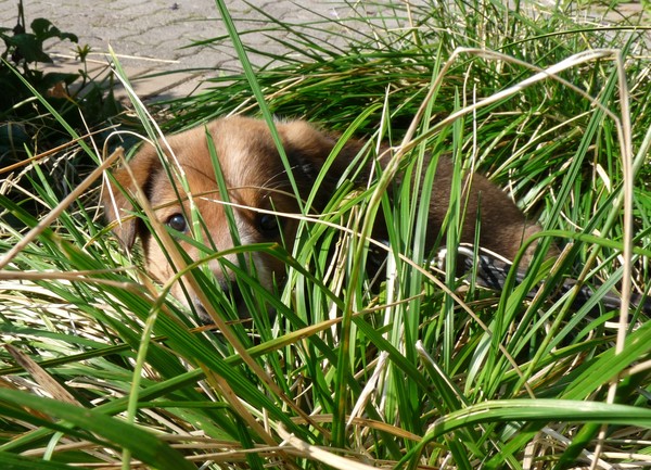 hide and seek hide and seek