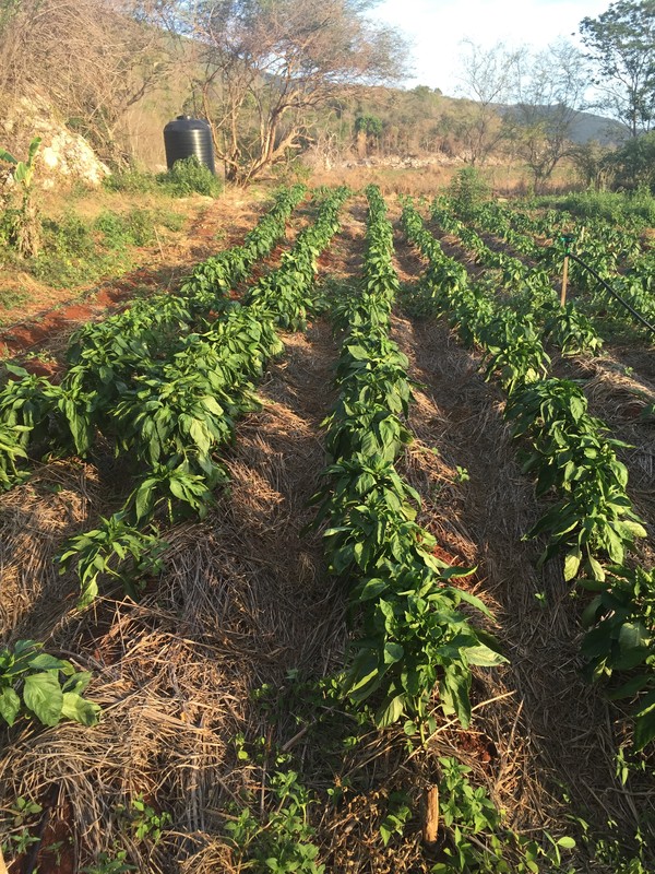 Organic Peppers Grown By Students