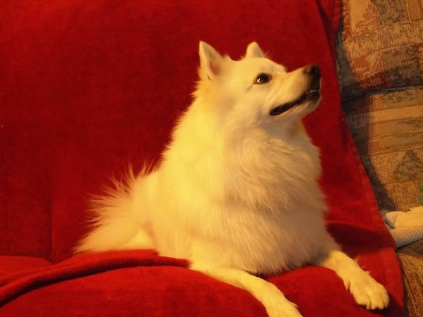 RIP Romeo. Murdered by a monster. RIP Romeo. Murdered by a monster.