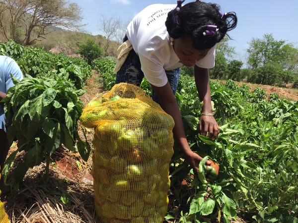 Student Picking Peppers