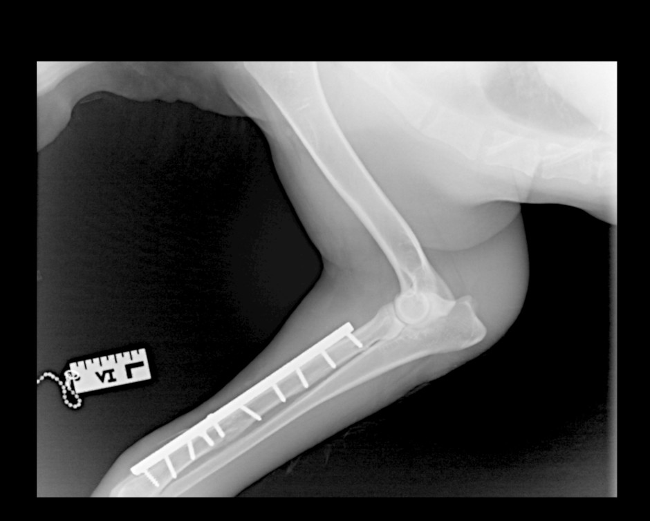 Chief Xrays Chief Xrays
