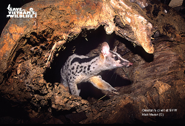 A rescued Owston's civet at SVW.