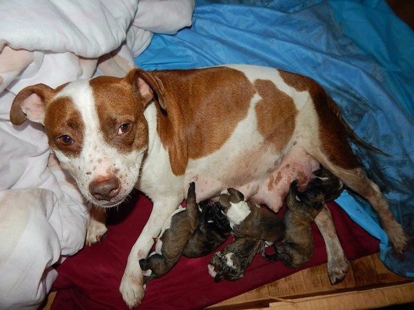Queso nursing Queso nursing